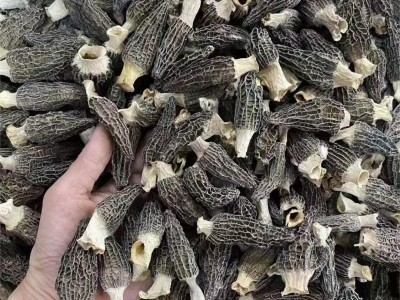 羊肚菌干货特产批发4-6头小个羊肚菌菇炖煲汤 云南野生羊肚菌批发图4