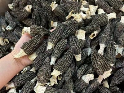 云南深山头茬大号羊肚菌干货 剪柄细纹特产食用菌菇类煲汤料滋补图2