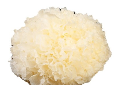 新货上市鲜货银耳现货批发糯耳农产品白木耳雪耳煮粥浓稠新鲜菌菇图5