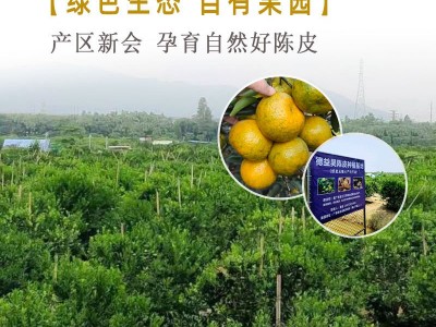 【德益昊】10年梅江陈皮大红皮新会陈皮10年陈皮陈皮厂家 货源充足图3