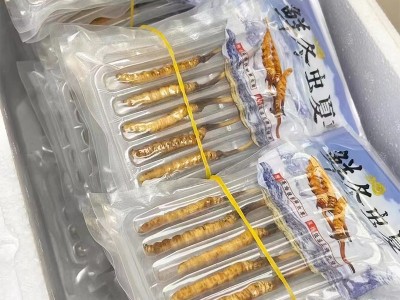 2023新鲜冬虫夏草虫草正品新鲜虫草大量批发冷链运输鲜草批发图2