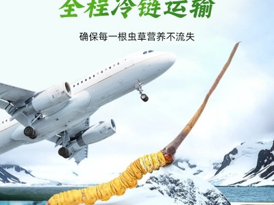 2023新鲜冬虫夏草虫草正品新鲜虫草大量批发冷链运输鲜草批发图5