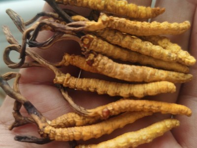 【特大0.7克/根】贵州云南湖南虫草中苗亚香棒虫草霍克斯冬虫夏草图3