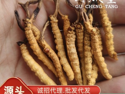 【特大0.7克/根】贵州云南湖南虫草中苗亚香棒虫草霍克斯冬虫夏草图2