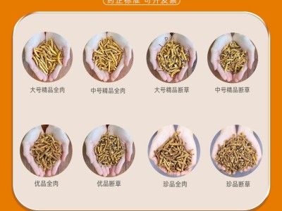 断草纯肉节冬虫夏草 虫草 冬虫草 冻干虫草 断草断虫草大量批发图2