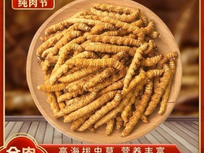 断草纯肉节冬虫夏草 虫草 冬虫草 冻干虫草 断草断虫草大量批发图3