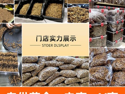 断草纯肉节冬虫夏草 虫草 冬虫草 冻干虫草 断草断虫草大量批发图4