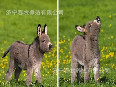 迷你宠物驴活体可以骑乘的小毛驴多钱 农场景区可以互动的小矮马图2