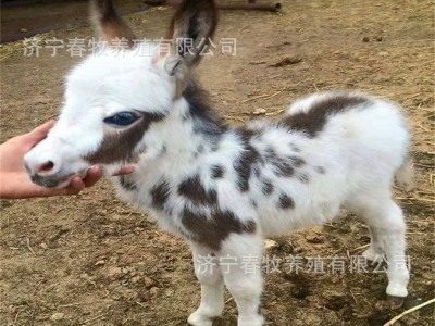 迷你宠物驴活体可以骑乘的小毛驴多钱 农场景区可以互动的小矮马图5