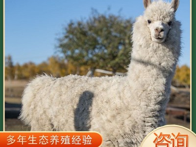 羊驼宠物活体哪里卖 活物羊驼幼崽多少钱一只 羊驼租赁回收图4