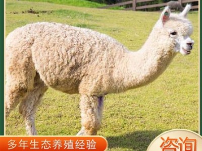 羊驼宠物活体哪里卖 活物羊驼幼崽多少钱一只 羊驼租赁回收图2