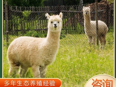 羊驼宠物活体哪里卖 活物羊驼幼崽多少钱一只 羊驼租赁回收图3
