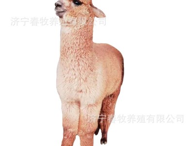 羊驼宠物活体哪里卖 活物羊驼幼崽多少钱一只 羊驼租赁回收图5