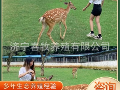 活体梅花鹿 园林景区观赏梅花鹿多少钱一只家养宠物小型梅花鹿图4