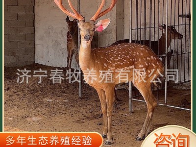 活体梅花鹿 园林景区观赏梅花鹿多少钱一只家养宠物小型梅花鹿图3