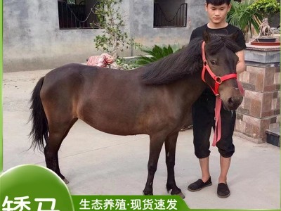 听话矮马的价格 景区观赏矮马一匹多少钱 常年租赁矮马 矮马回收图4