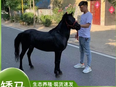听话矮马的价格 景区观赏矮马一匹多少钱 常年租赁矮马 矮马回收图3