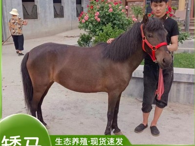 听话矮马的价格 景区观赏矮马一匹多少钱 常年租赁矮马 矮马回收图2