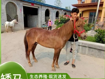 矮马养殖基地 萌宠乐园小孩骑乘的小矮马多少钱图5