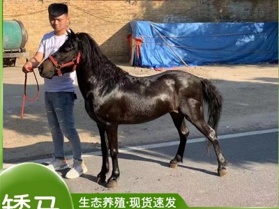 矮马养殖基地 萌宠乐园小孩骑乘的小矮马多少钱图3