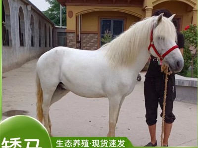 矮马养殖基地 萌宠乐园小孩骑乘的小矮马多少钱图2