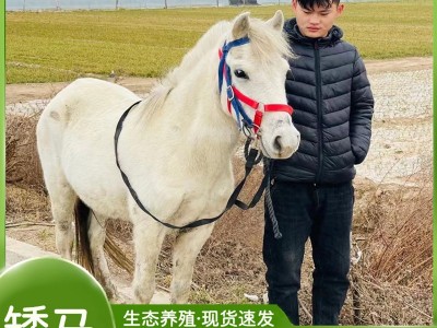 设特兰矮脚马活体宠物马矮马活物出售小型儿童骑乘马真马活马观赏图2