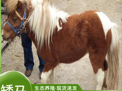 设特兰矮脚马活体宠物马矮马活物出售小型儿童骑乘马真马活马观赏图3