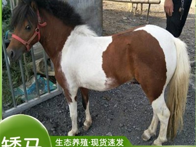 设特兰矮脚马活体宠物马矮马活物出售小型儿童骑乘马真马活马观赏图5