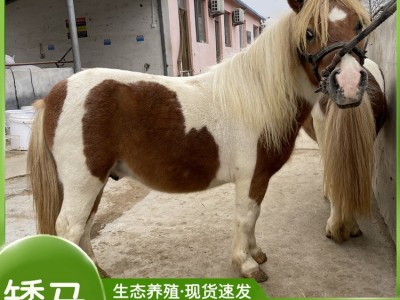 矮马活体宠物马设特兰矮马出售家养小马驹儿童骑乘马矮脚马图2