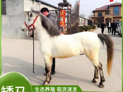 矮马活体宠物马设特兰矮马出售家养小马驹儿童骑乘马矮脚马图3