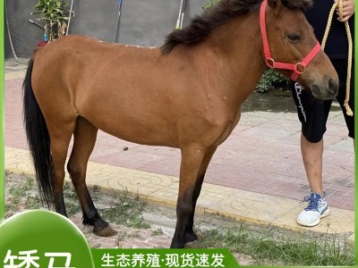 矮马活体宠物马设特兰矮马出售家养小马驹儿童骑乘马矮脚马图4