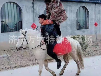 景区儿童骑乘马价格设特栏小矮马 活体矮马 温顺驯养的小矮马图4