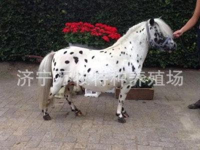 景区儿童骑乘马价格设特栏小矮马 活体矮马 温顺驯养的小矮马图3