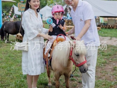 德保矮马驯化成熟稳定 进口设特兰矮马可骑乘景区观赏矮马互动强图4