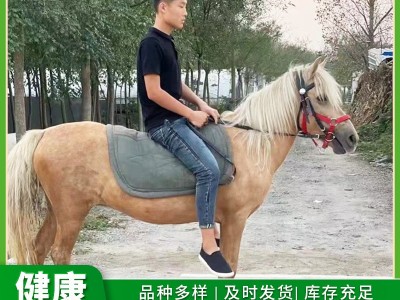 德保矮马驯化成熟稳定 进口设特兰矮马可骑乘景区观赏矮马互动强图3
