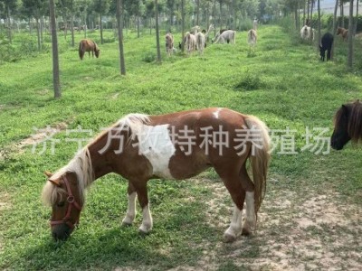 迷你小矮马儿童骑乘马 活体矮马 德保矮马设特兰小矮马价格图3