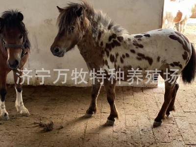 迷你小矮马儿童骑乘马 活体矮马 德保矮马设特兰小矮马价格图2