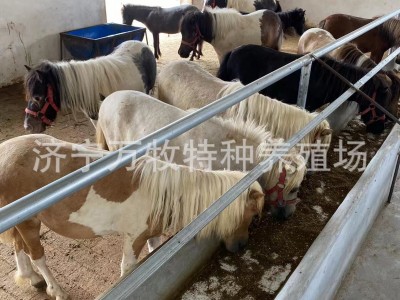 迷你小矮马儿童骑乘马 活马家养马观赏设特兰矮马 矮马多少钱一只图2