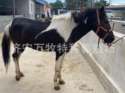 迷你小矮马儿童骑乘马 活马家养马观赏设特兰矮马 矮马多少钱一只图3