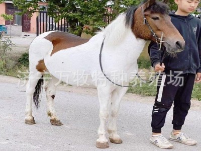 迷你小矮马儿童骑乘马 活马家养马观赏设特兰矮马 矮马多少钱一只图4