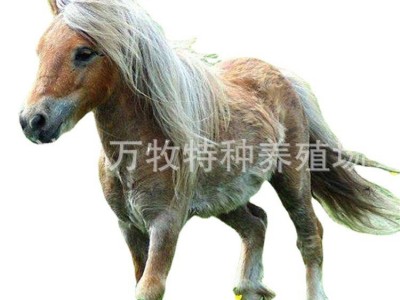 迷你小矮马儿童骑乘马 活马家养马观赏设特兰矮马 矮马多少钱一只图5