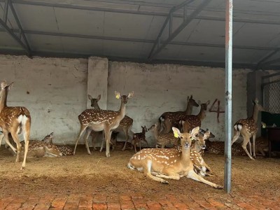 梅花鹿幼崽活体批发 亲人互动宠物梅花鹿 景区观赏迷你梅花鹿图4