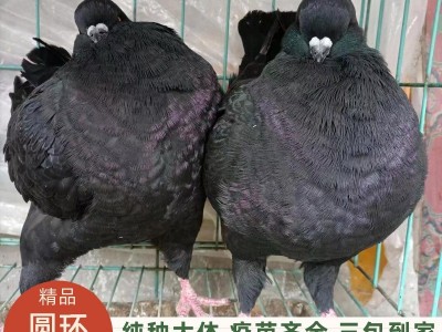精品圆环鸽巨型元宝鸽一对种鸽养殖观赏鸽活物包邮包活基地直发图2