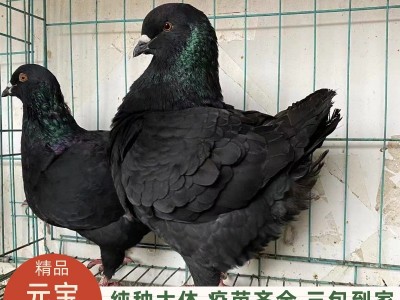 精品圆环鸽巨型元宝鸽一对种鸽养殖观赏鸽活物包邮包活基地直发图4