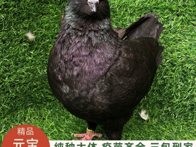 精品圆环鸽巨型元宝鸽一对种鸽养殖观赏鸽活物包邮包活基地直发图3