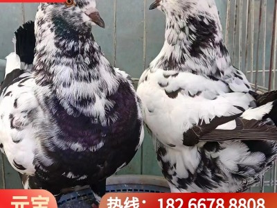 疫苗齐全巨型元宝鸽多少钱青年鸽雪花元宝鸽种鸽养殖场观赏鸽图3