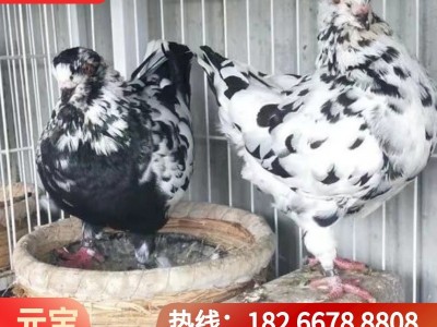 疫苗齐全巨型元宝鸽多少钱青年鸽雪花元宝鸽种鸽养殖场观赏鸽图2