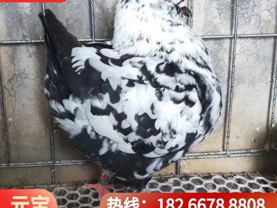 疫苗齐全巨型元宝鸽多少钱青年鸽雪花元宝鸽种鸽养殖场观赏鸽图4