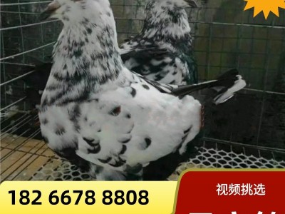 特大鸽一对活体雪花元宝鸽青年鸽种鸽养殖场成年5斤公斤鸽观赏鸽图2