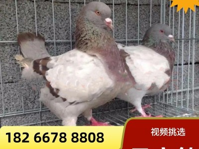 特大鸽一对活体雪花元宝鸽青年鸽种鸽养殖场成年5斤公斤鸽观赏鸽图5